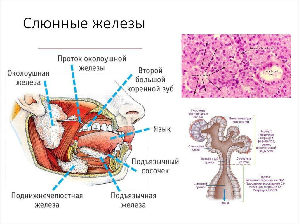 Строение околоушной железы. Выводные протоки слюнных желез схема. Выводной проток слюнной железы. Проток околоушной железы анатомия. Околоушная слюнные железы анатомия человека.