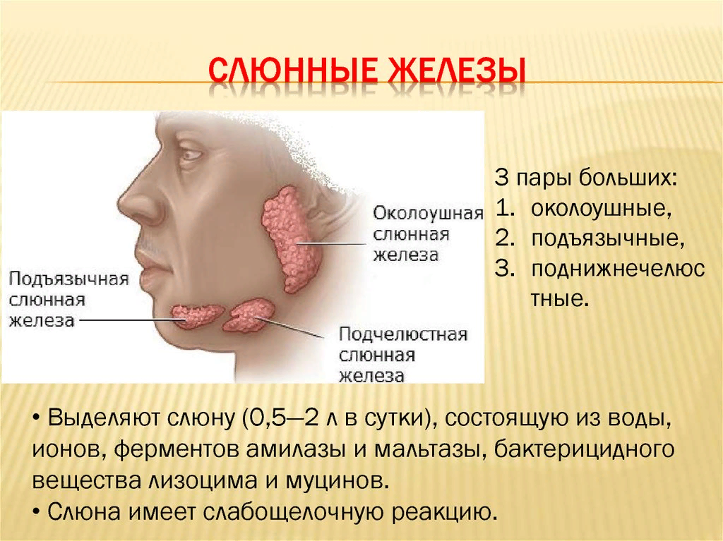 Запах железа носу железы. 3. Проток околоушной слюнной железы. Ротовая полость анатомия слюнные железы. Околоушная слюнная железа секрет. Воспаление околоушной слюнной железы.