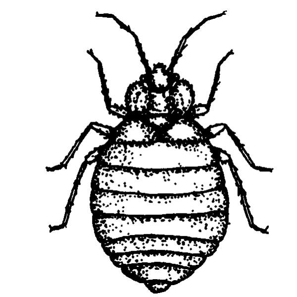 Внешнее строение постельного клопа