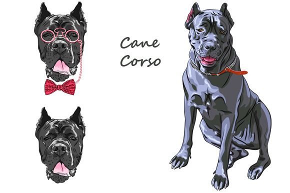 Cane Corso вектор
