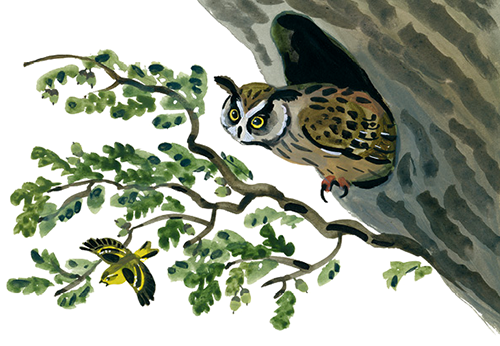 Виталий Бианки Сова