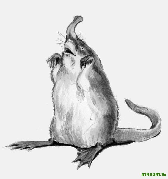 Русская выхухоль раскраска