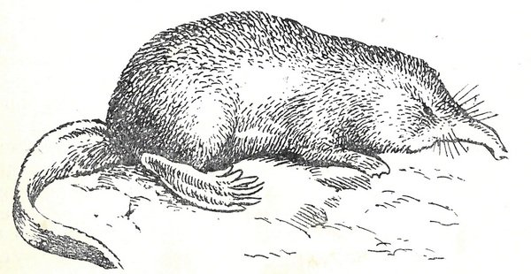 Выхухоль Болотная