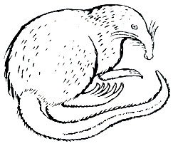 Выхухоль русская рисунок (47 фото)