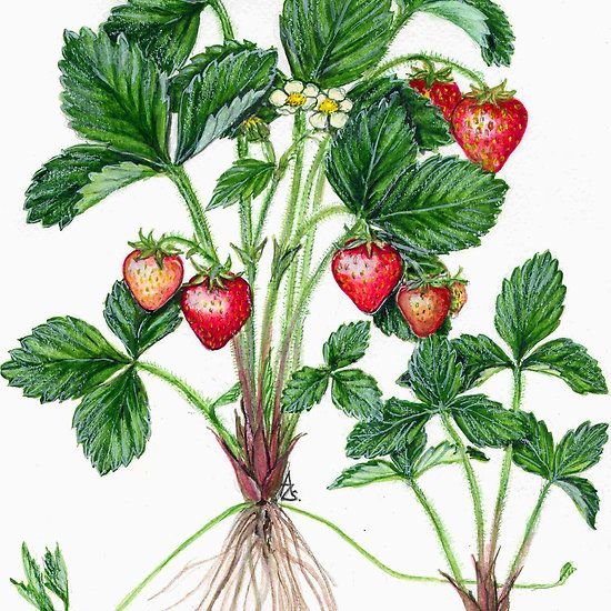 Куст клубники иллюстрация