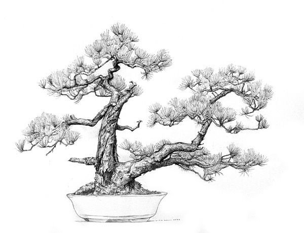 Бонсай карандашом