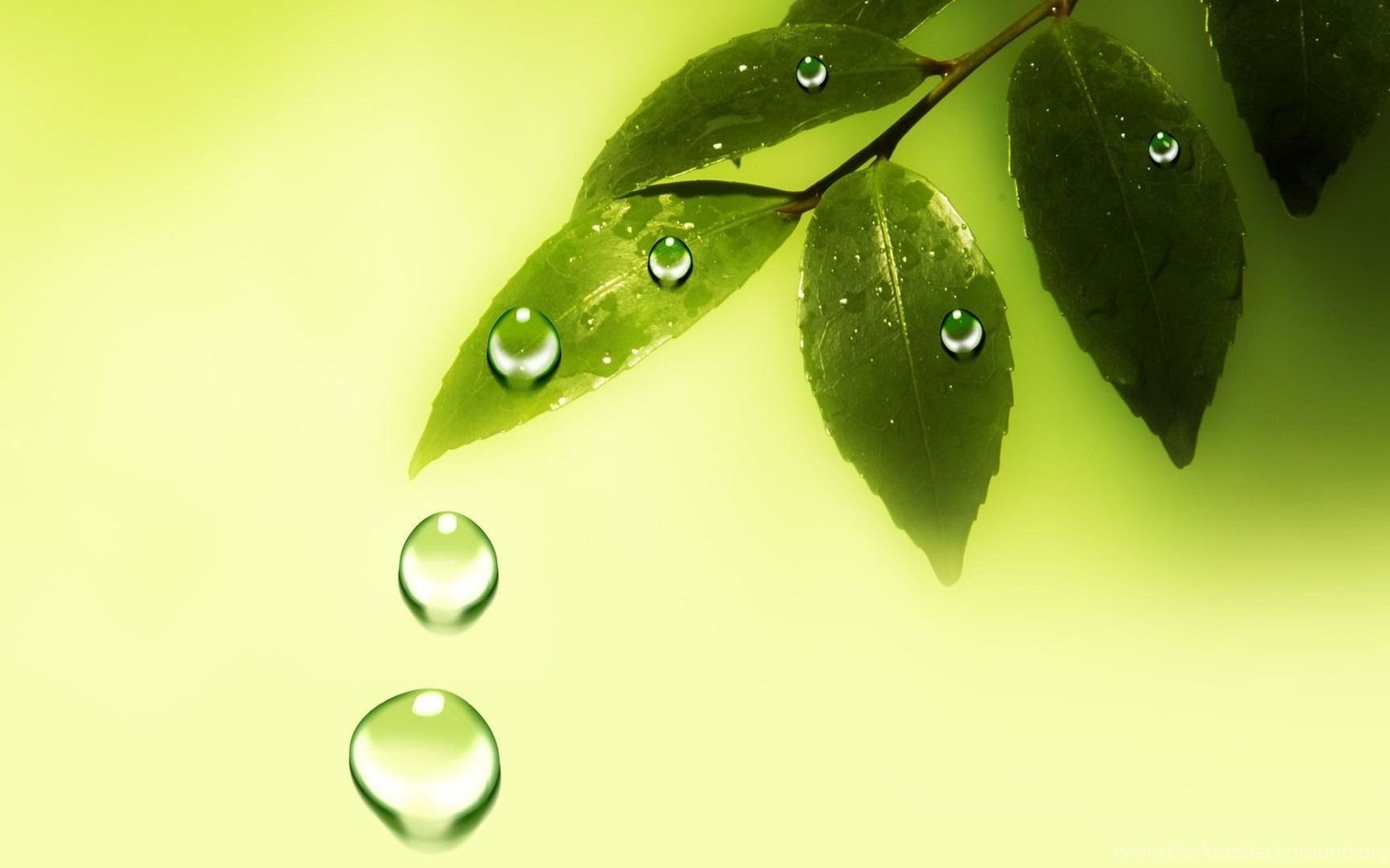 Зеленый лист с каплей воды