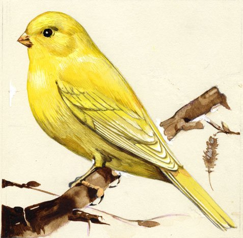 Чиж рисунок для детей