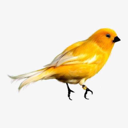 Канарейка на белом фоне