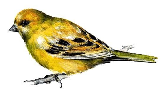 Канарейка мультяшка