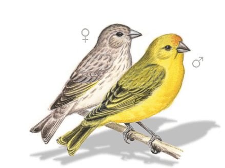 Канарейка купается