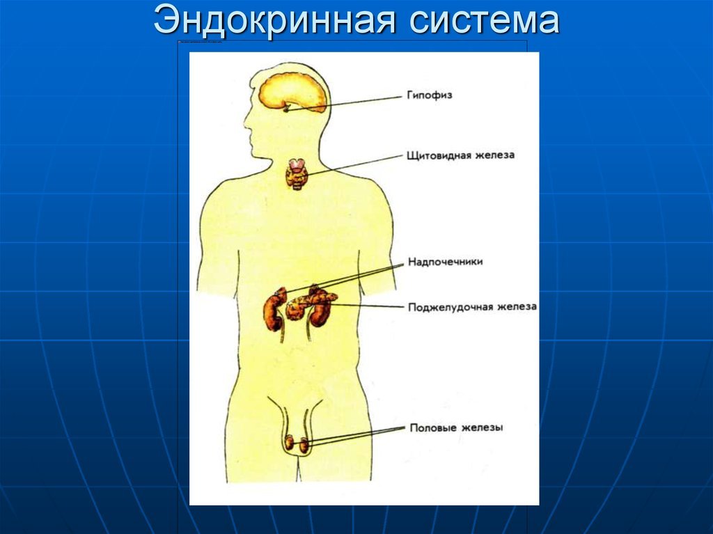 Какие железы связаны с эндокринной системой. Система желёз внутренней секреции. Эндокринная система строение желез внутренней секреции. Эндокринная система атлас. Эндокринные железы человека строение.