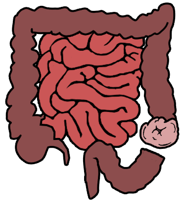 Тонкая кишка анатомия строение