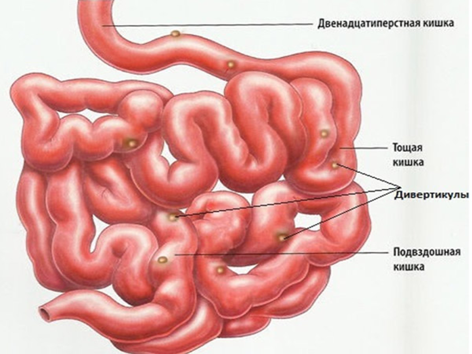 Отделы тонкого кишечника анатомия. Тонкая кишка анатомия строение. Тонкая кишка отделы подвздошная. Тонкий кишечник строение отделы.