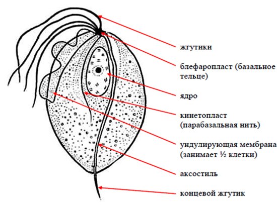 Влагалищная трихомонада строение