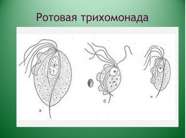 Лямблия лейшмания трихомонада