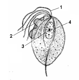 Trichomonas vaginālis строение