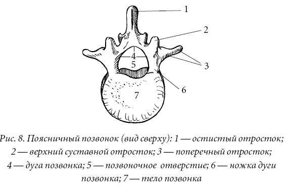 Строение поясничного позвонка человека