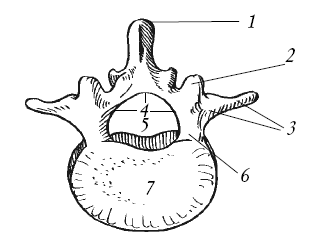 Позвонок поясничного отдела рисунок