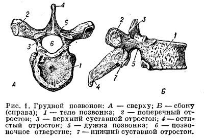 Поясничный позвонок вид сбоку