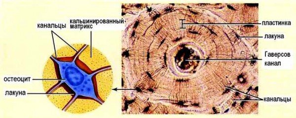 Костные клетки на поперечном срезе кости