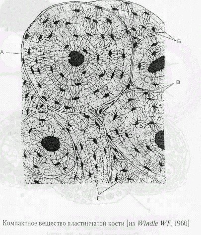 Лакунарно канальцевая система остеоцитов