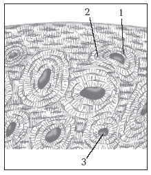 Костные пластинки пластинчатой костной ткани