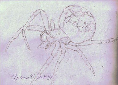 Строение паука крестовика схема