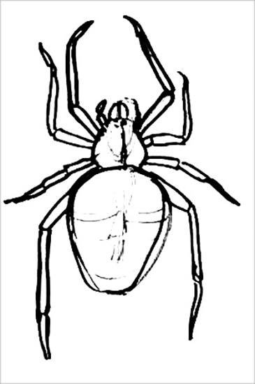 Мраморный крестовик паук