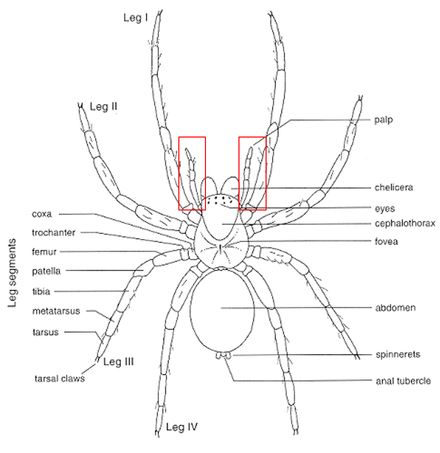Паукообразные схема. Внешнее строение паука птицееда. Строение паука птицееда схема. Анатомическое строение паука. Схема конечностей паукообразных.
