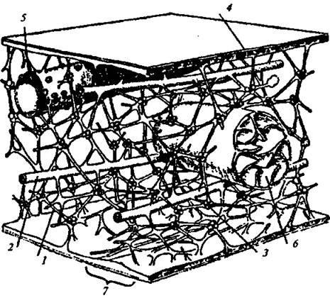 Строение цитоплазмы гиалоплазма цитослел
