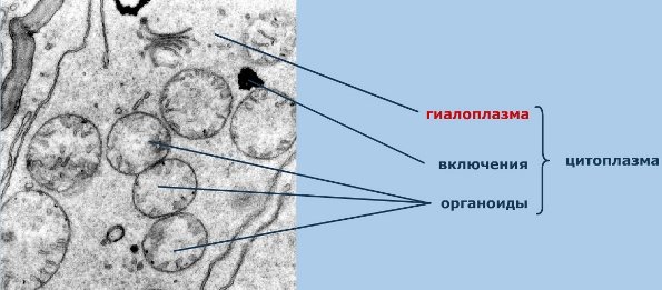 Строение клетки цитоплазма гиалоплазма
