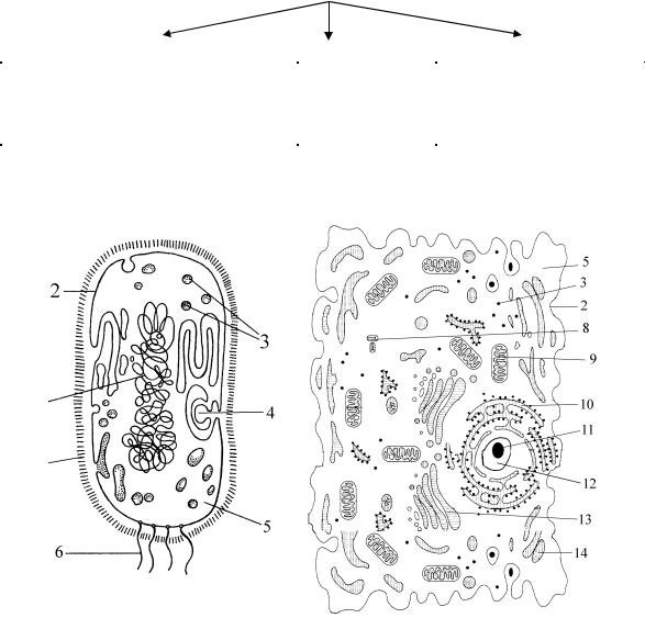Цитоплазма строение рисунок гиалоплазма