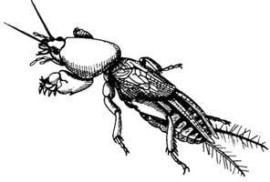 Медведка раскраска