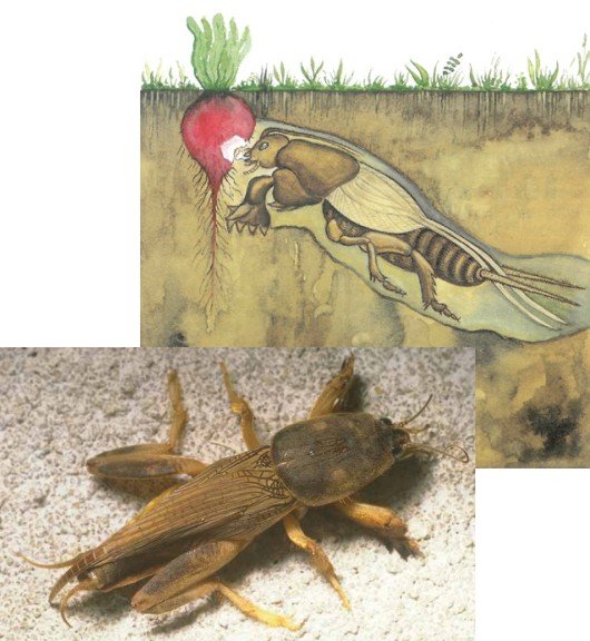 Медведка иллюстрация