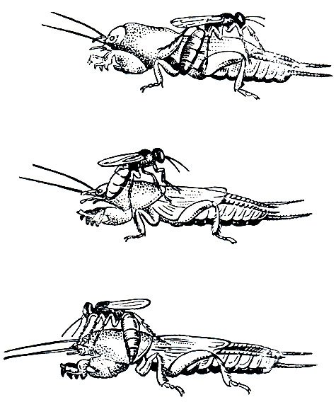 Медведка обыкновенная рисунок
