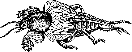 Обыкновенная медведка Имаго