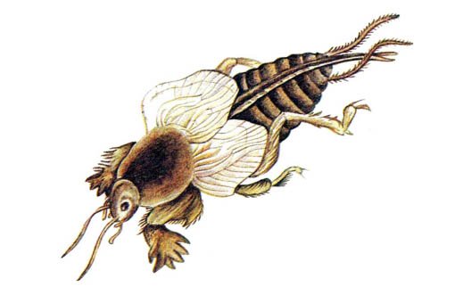 Медведка насекомое раскраска