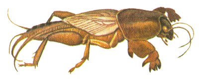 Медведка раскраска