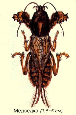 Медведка обыкновеннаz HBC
