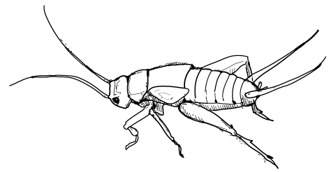 Медведка рисунок (42 фото)