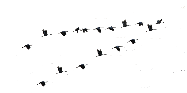 Журавлиный Клин на прозрачном фоне