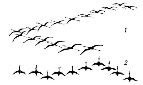 Журавлиный Клин вектор