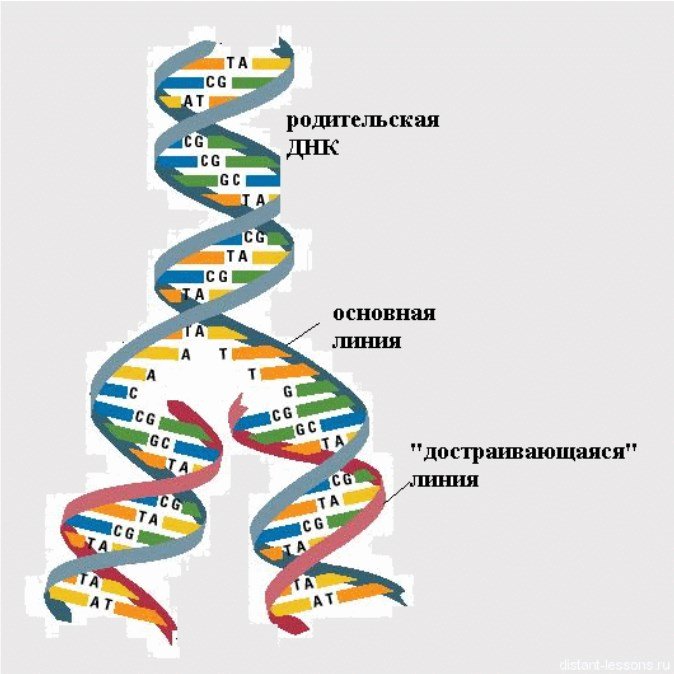 Удваивается молекула днк. Схема репликации молекулы ДНК. Репликация самоудвоение ДНК. Биологии репликация ДНК схема. Последовательность этапов репликации молекулы ДНК.