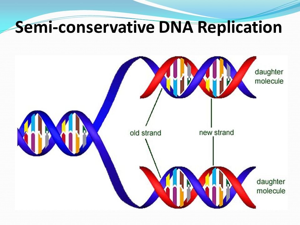 Днк 03.04 2024. Репликация ДНК 3д. Репликация ДНК рисунок. Репликация ДНК ЕГЭ. Репликация ДНК буквы.