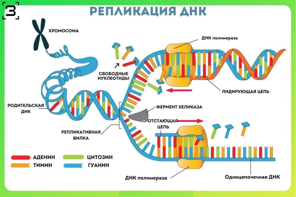 Удваивается молекула днк. Схема репликации молекулы ДНК по биологии. Схема процесса репликации ДНК. Репликация самоудвоение ДНК. Репликация биология схема.