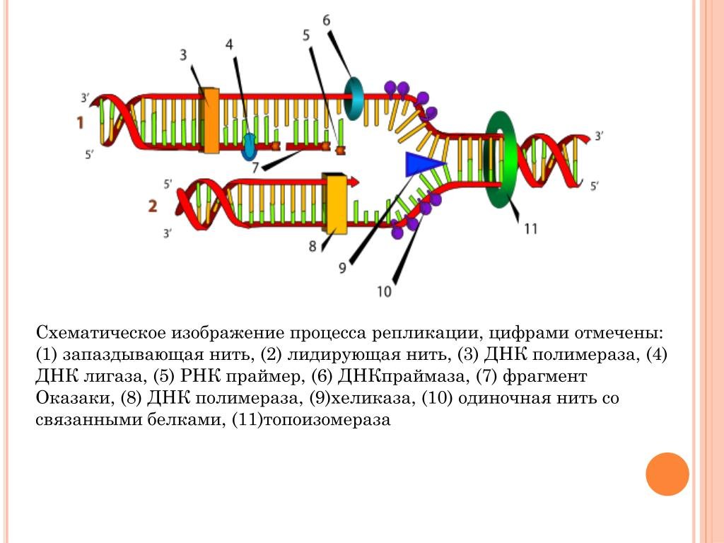 Аппарат рнк. Репликация ДНК Оказаки. Схема процесса репликации ДНК. Репликация РНК Праймеры. Репликация биология схема.