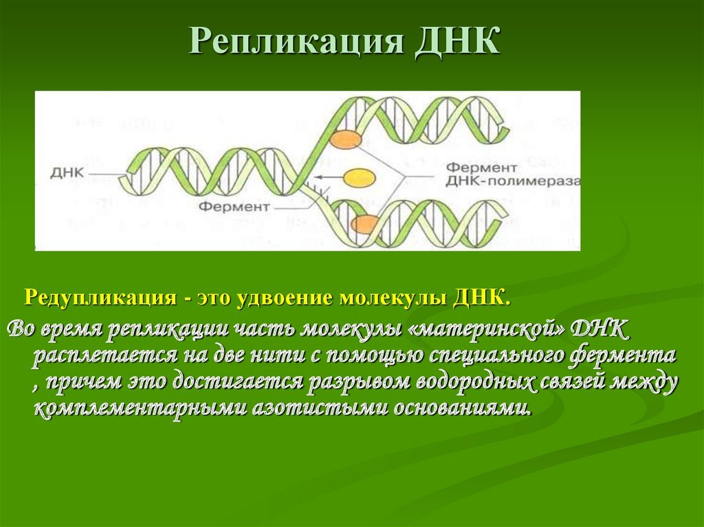Гринплам. Биологии репликация ДНК схема. Репликация ДНК это биология 9 класс. Биология 10 класс репликация ДНК кратко. Механизм репликация молекулы ДНК.