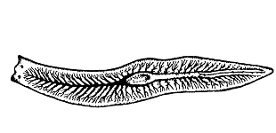 Плоский червь планария черно белая