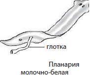 Планария рисунок (49 фото)